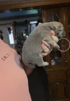 Blue Fawn male , a male Chow Chow for sale in Hodgenville, KY – 6 of 9
