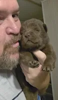 🐻🧸Chocolate male🐻🧸, a male Chow Chow for sale in Hodgenville, KY – 4 of 10
