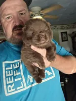 🧸🐻 Chocolate male 🧸🐻, a male Chow Chow for sale in Hodgenville, KY – 2 of 6