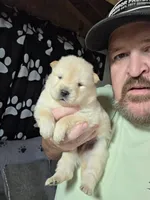 Cream female , a female Chow Chow for sale in Hodgenville, KY – 1 of 4