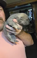 Blue Fawn male , a male Chow Chow for sale in Hodgenville, KY – 8 of 9