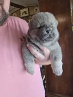 Blue fawn male , a male Chow Chow for sale in Hodgenville, KY – 2 of 9