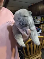 Blue fawn male , a male Chow Chow for sale in Hodgenville, KY – 6 of 9