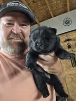 Black Male chocolate chow gene carrier. , a male Chow Chow for sale in Hodgenville, KY – 4 of 5