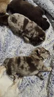 Chocolate Merle Male , a male Chow Chow for sale in Hodgenville, KY – 4 of 5