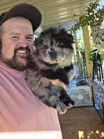 Merle Female , a female Chow Chow for sale in Hodgenville, KY – 6 of 10