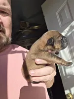 Red Boy, a male Chow Chow for sale in Hodgenville, KY – 3 of 9