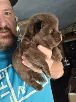 🧸🐻 Chocolate male 🧸🐻, a male Chow Chow for sale in Hodgenville, KY – 3 of 6