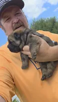 Cinnamon female , a female Chow Chow for sale in Hodgenville, KY – 3 of 10