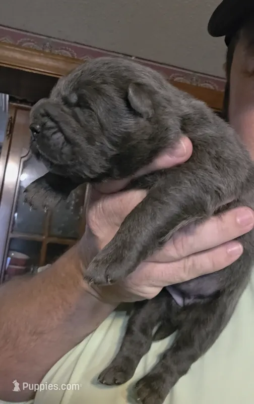 Blue girl , a female Chow Chow for sale in Hodgenville, KY – 1 of 6