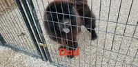 Black Male chocolate chow gene carrier. , a male Chow Chow for sale in Hodgenville, KY – 2 of 5