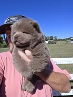 🧸🐻Lilac Male 🐻🧸, a male Chow Chow for sale in Hodgenville, KY – 5 of 10