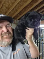 Black Male, a male Chow Chow for sale in Hodgenville, KY – 3 of 4