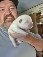Cream Male , a male Chow Chow for sale in Hodgenville, KY – 4 of 8