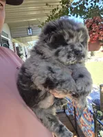 Merle Boy, a male Chow Chow for sale in Hodgenville, KY – 5 of 9