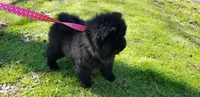 Black male, a male Chow Chow for sale in Hodgenville, KY – 6 of 7