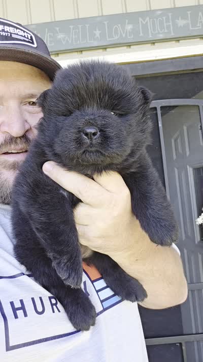 Bam baby girl , a female Chow Chow for sale in Hodgenville, KY – 7 of 7