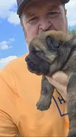 Cinnamon female , a female Chow Chow for sale in Hodgenville, KY – 10 of 10
