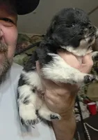 Piebald blk&white Male , a male Chow Chow for sale in Hodgenville, KY – 7 of 8