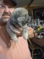 Blue fawn male , a male Chow Chow for sale in Hodgenville, KY – 7 of 9