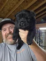 Black Male, a male Chow Chow for sale in Hodgenville, KY – 4 of 4