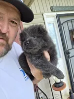 Blue male , a male Chow Chow for sale in Hodgenville, KY – 5 of 7