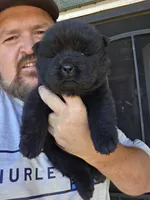 Bam baby girl , a female Chow Chow for sale in Hodgenville, KY – 3 of 7