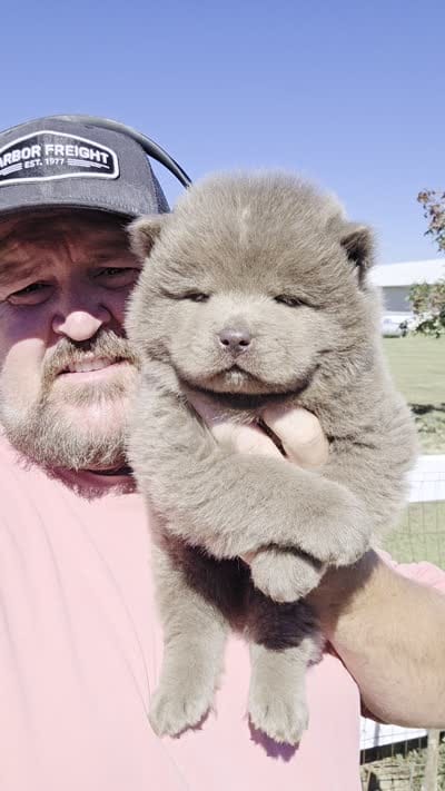 🧸🐻Lilac Male 🐻🧸, a male Chow Chow for sale in Hodgenville, KY – 10 of 10