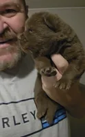 🐻🧸Chocolate male🐻🧸, a male Chow Chow for sale in Hodgenville, KY – 5 of 10