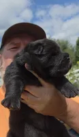 Black female , a female Chow Chow for sale in Hodgenville, KY – 8 of 9