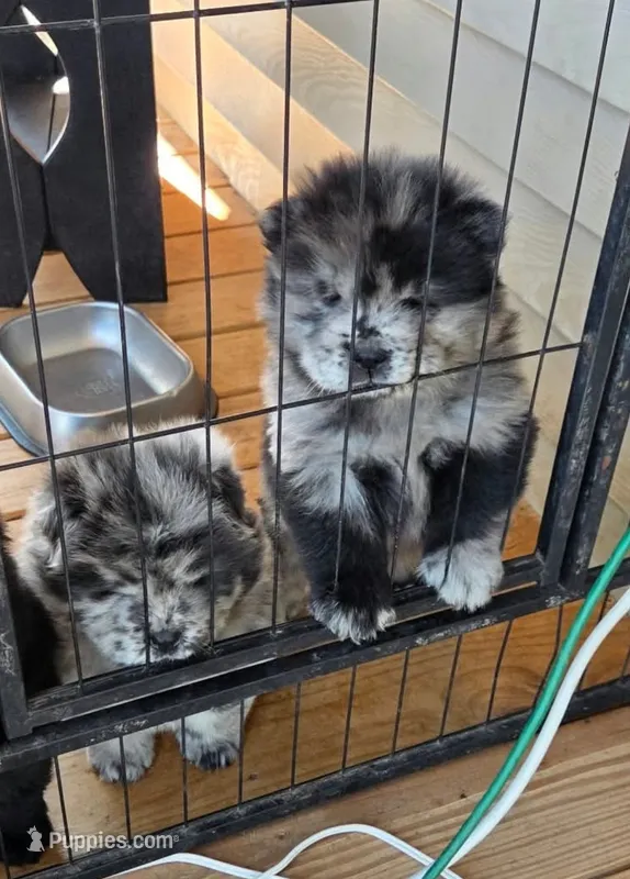 Merle Female  – Chow Chow puppy for sale in Hodgenville, KY