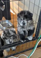 Merle Female , a female Chow Chow for sale in Hodgenville, KY – 1 of 10