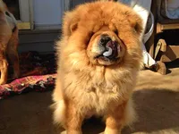 Bam baby girl , a female Chow Chow for sale in Hodgenville, KY – 5 of 7