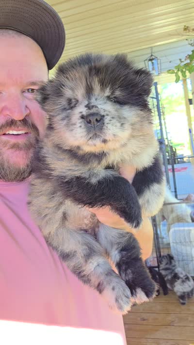 Merle Female , a female Chow Chow for sale in Hodgenville, KY – 10 of 10