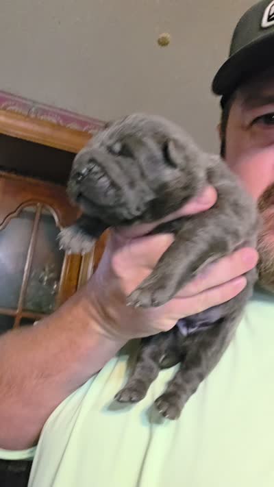 Blue girl , a female Chow Chow for sale in Hodgenville, KY – 6 of 6