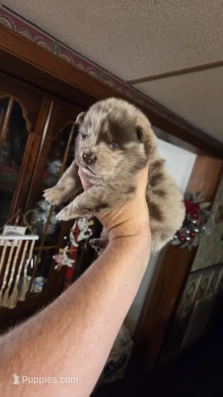 Chocolate Merle Male  – Chow Chow puppy for sale in Hodgenville, KY