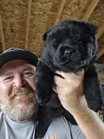 Black Male, a male Chow Chow for sale in Hodgenville, KY – 1 of 4