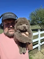 🧸🐻Lilac Male 🐻🧸, a male Chow Chow for sale in Hodgenville, KY – 7 of 10