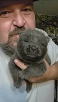 Blue male , a male Chow Chow for sale in Hodgenville, KY – 3 of 6