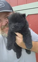 🧸🐻Black female🧸🐻, a female Chow Chow for sale in Hodgenville, KY – 4 of 6