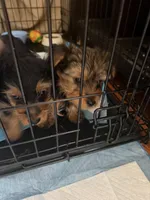 N/A, a male Yorkshire Terrier for sale in Columbus, OH – Photo 1 of 2