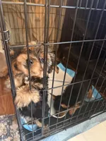 N/A, a male Yorkshire Terrier for sale in Columbus, OH – Photo 2 of 2