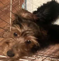 No names yet , a male Yorkshire Terrier for sale in Columbus, OH – Photo 5 of 9