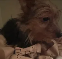 No names yet , a male Yorkshire Terrier for sale in Columbus, OH – Photo 2 of 9