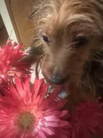 No names yet , a male Yorkshire Terrier for sale in Columbus, OH – Photo 9 of 9