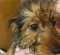 No names yet , a male Yorkshire Terrier for sale in Columbus, OH – Photo 3 of 9