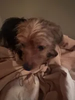 No names yet , a male Yorkshire Terrier for sale in Columbus, OH – Photo 4 of 9