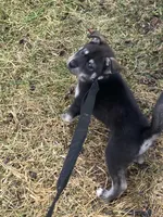 Purple collar female, a female Siberian Husky and Labrador Retriever for sale in Columbus, OH – Photo 2 of 5