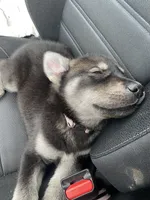 Purple collar female, a female Siberian Husky and Labrador Retriever for sale in Columbus, OH – Photo 5 of 5