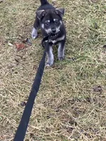 Purple collar female, a female Siberian Husky and Labrador Retriever for sale in Columbus, OH – Photo 4 of 5